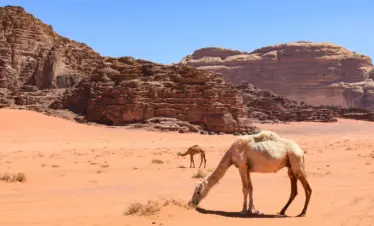 Jordan Wonders Desert Escape
