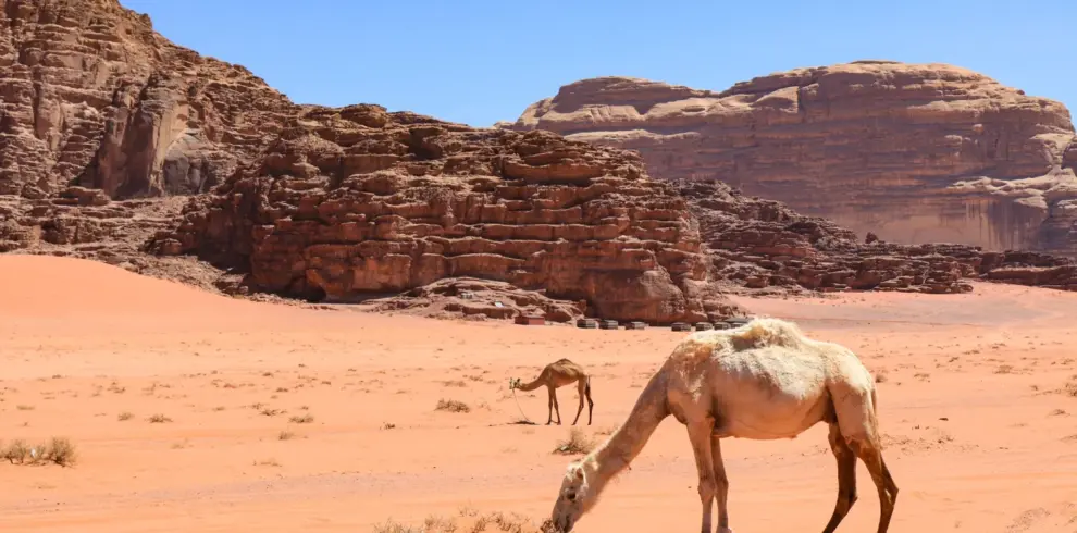 Jordan Wonders Desert Escape