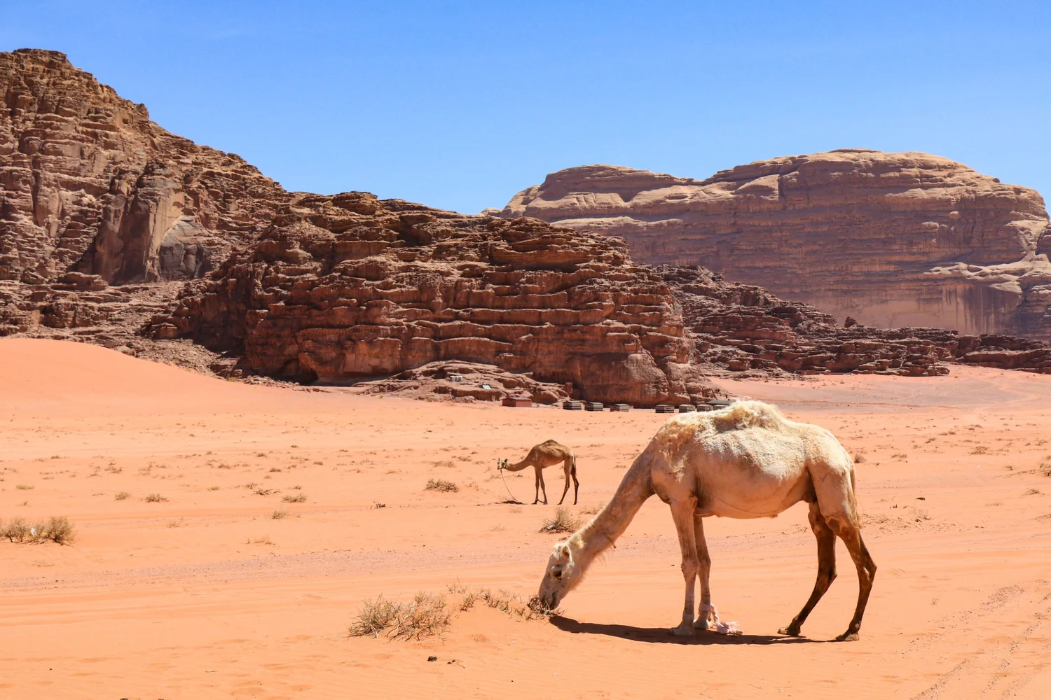 Jordan Wonders Desert Escape