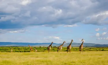 Ultimate Kenya Safari Escape