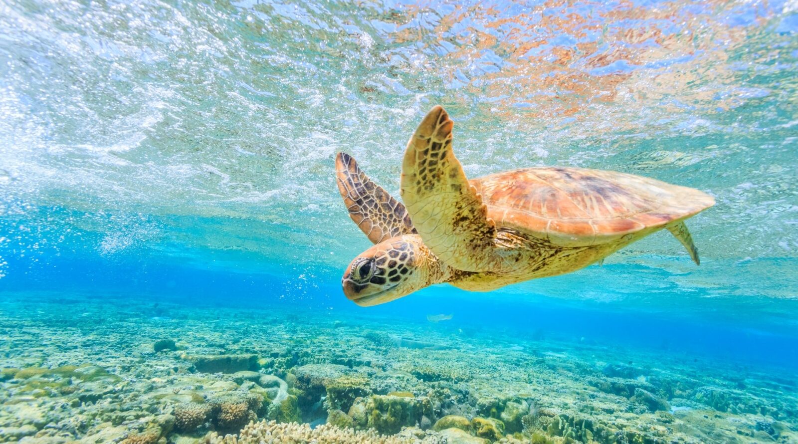 Ultimate Australia Explorer Escape