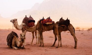 Jordan Heritage & Desert Discovery
