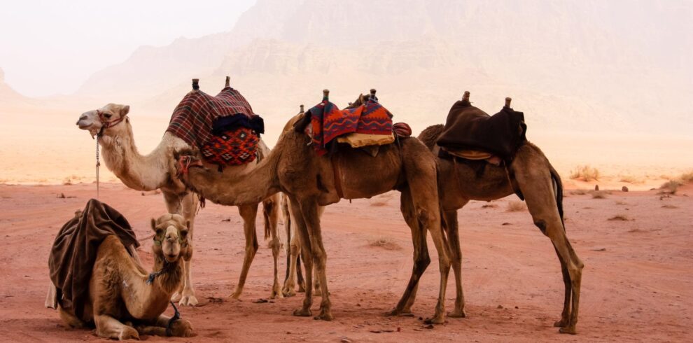 Jordan Heritage & Desert Discovery