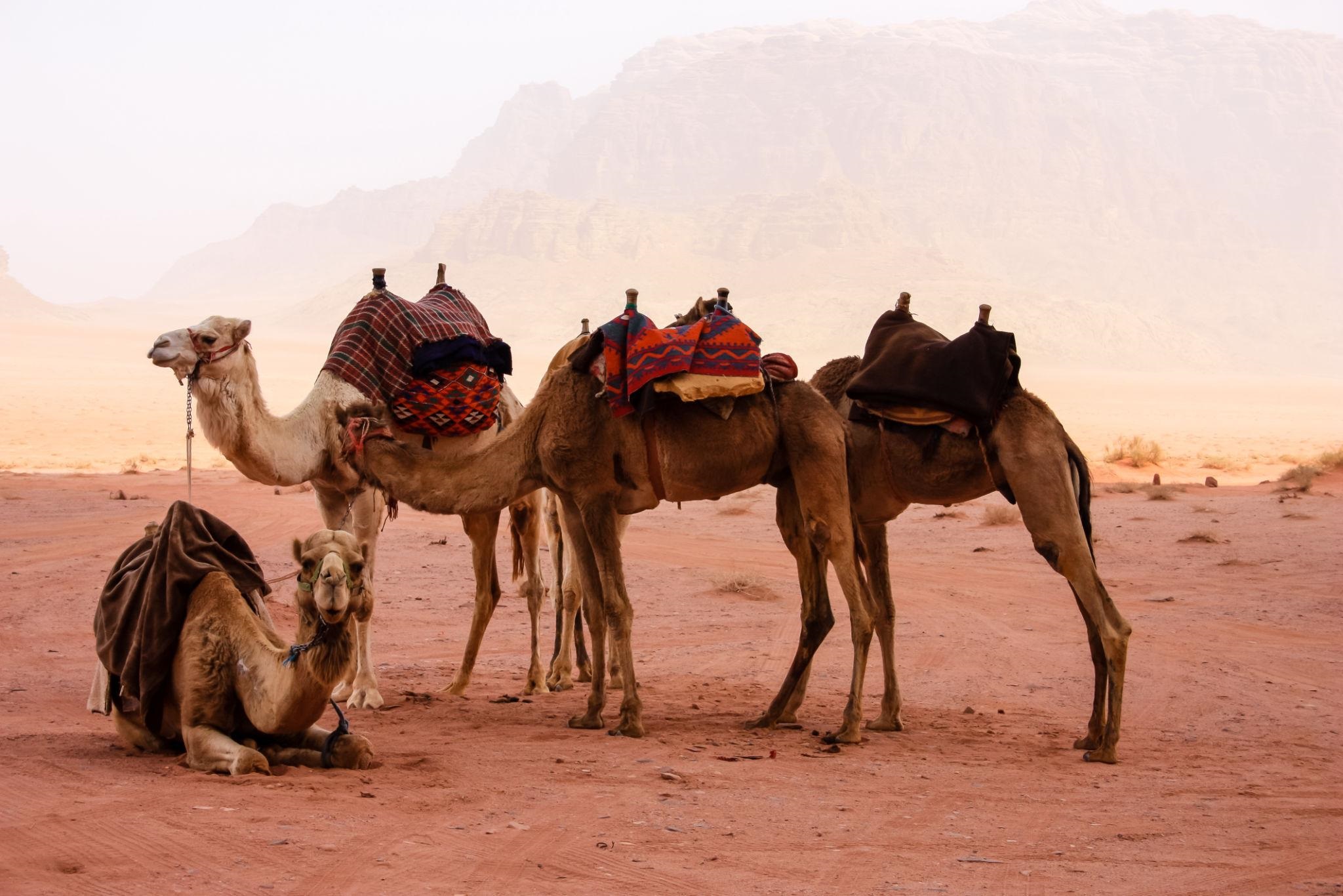 Jordan Heritage & Desert Discovery