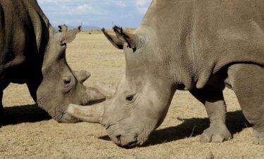 Kenya & Tanzania Wildlife Expedition