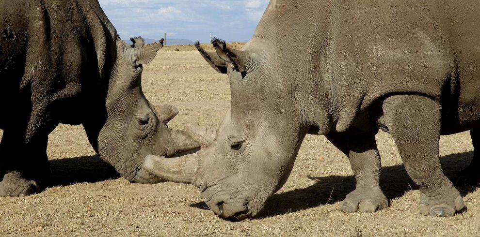 Kenya & Tanzania Wildlife Expedition
