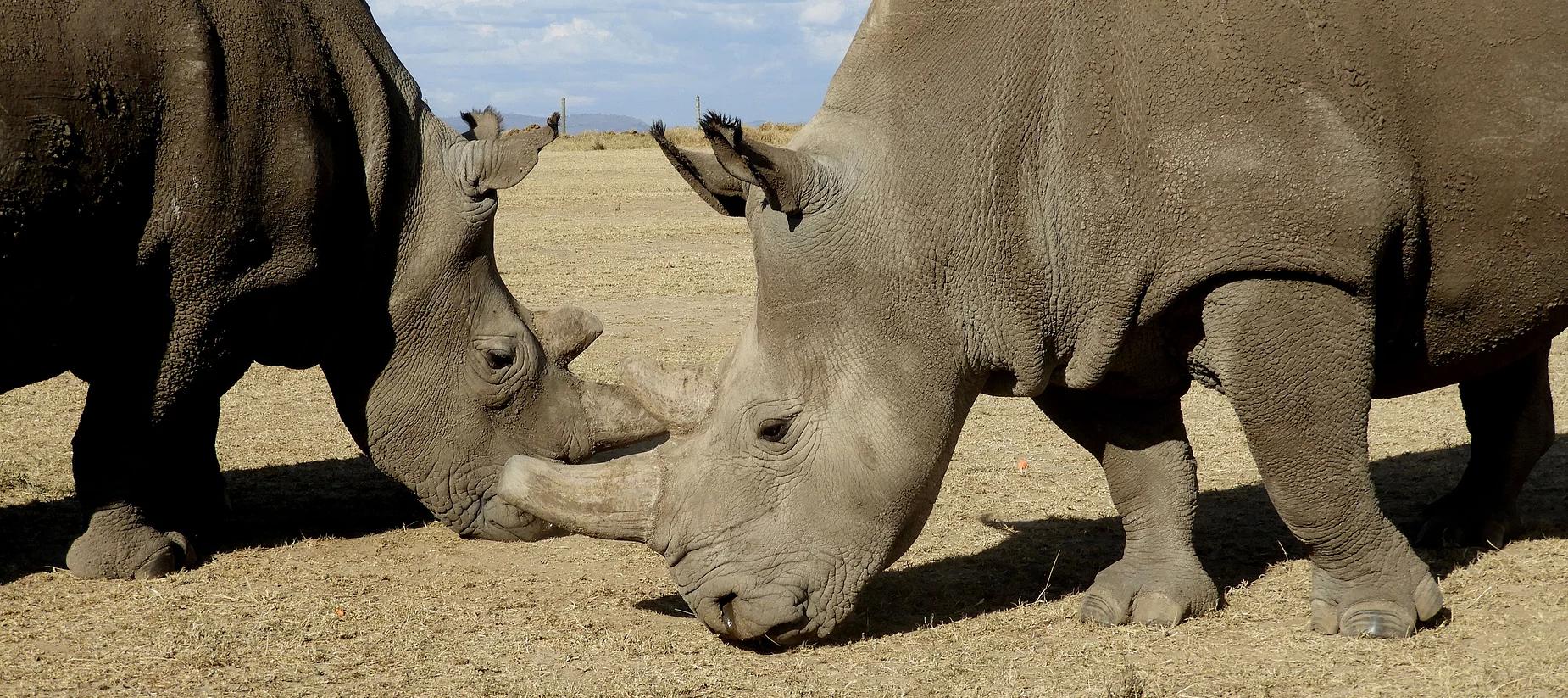 Kenya & Tanzania Wildlife Expedition