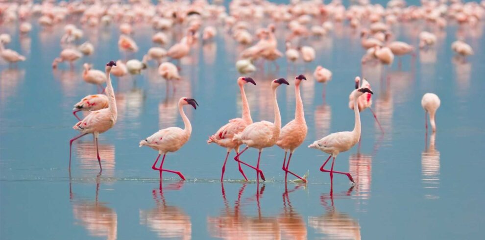 Luxury Kenya Safari Escape