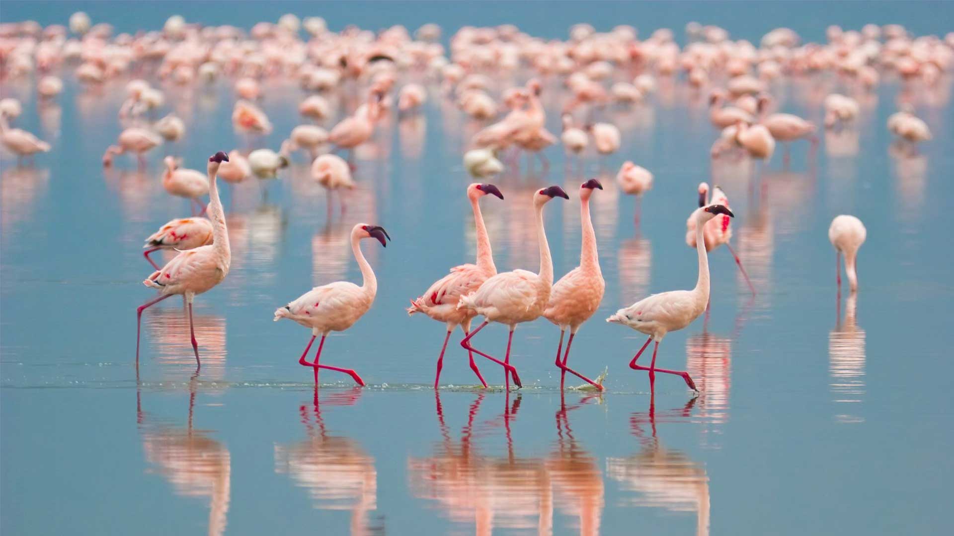 Luxury Kenya Safari Escape