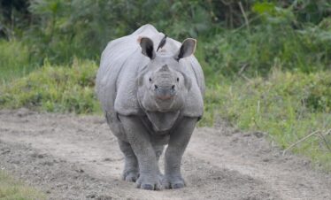 Mystic Meghalaya & Kaziranga Delight