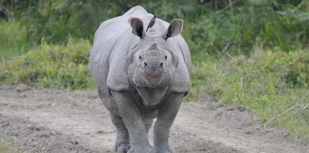 Mystic Meghalaya & Kaziranga Delight