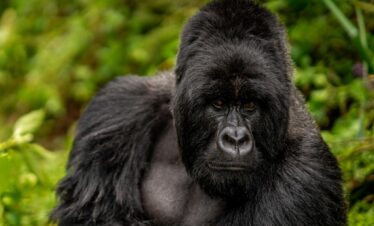 Rwanda Gorilla Encounter Expedition