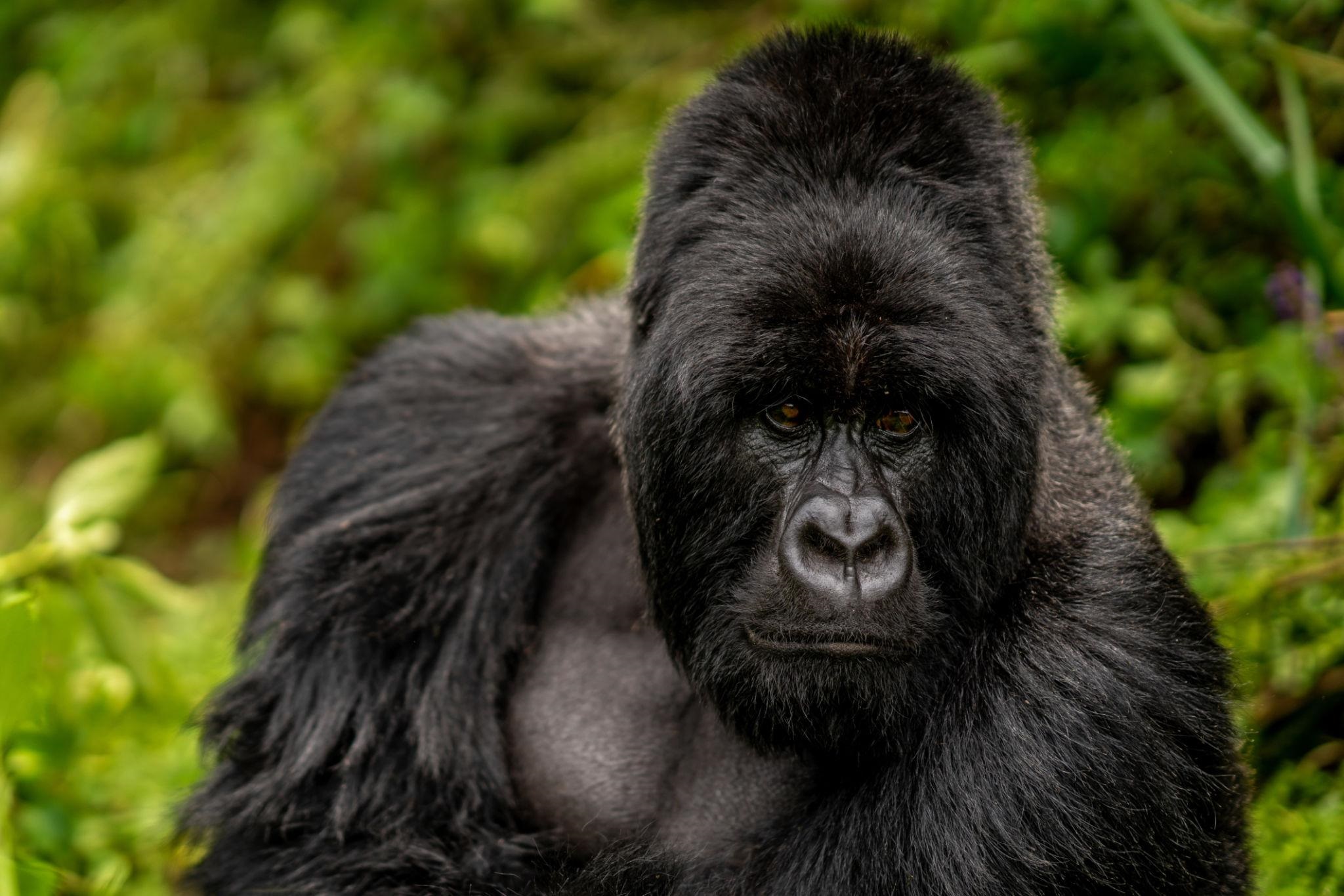 Rwanda Gorilla Encounter Expedition