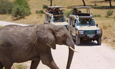 Tanzania Wildlife Safari Expedition