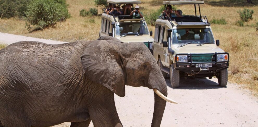 Tanzania Wildlife Safari Expedition
