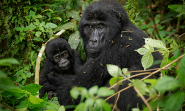 Uganda, not Kenya or Tanzania