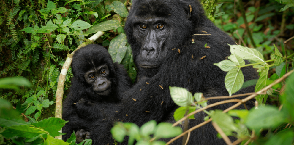 Uganda, not Kenya or Tanzania