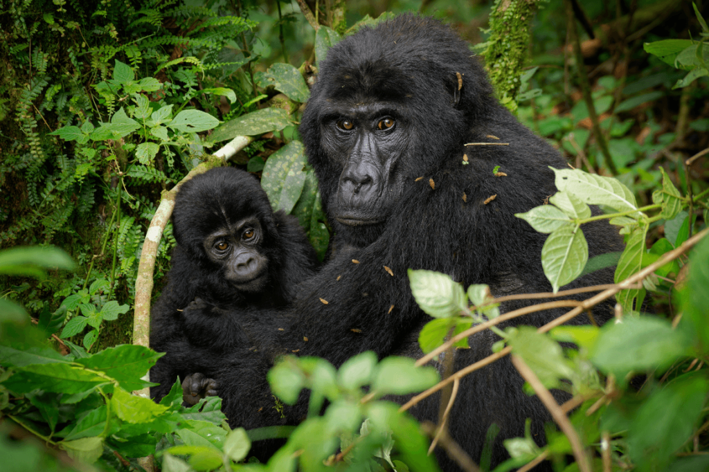 Uganda, not Kenya or Tanzania