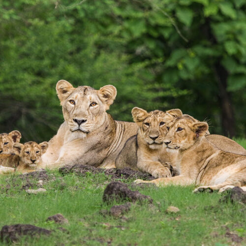 Sacred Shores & Wild Trails of Gujarat – Dwarka, Somnath & Gir Expedition