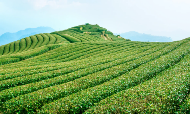 Grand Sikkim Darjeeling Himalayan Explorer