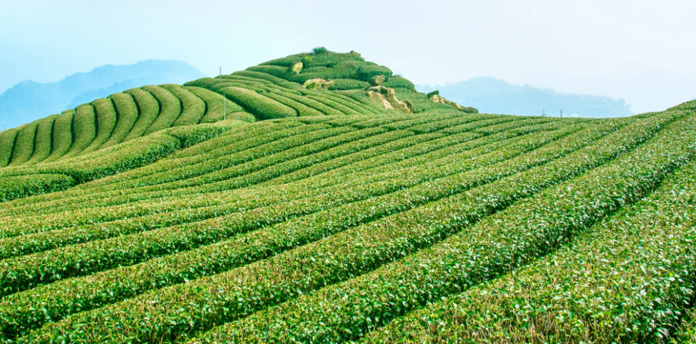 Grand Sikkim Darjeeling Himalayan Explorer