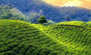 Enchanting Sikkim & Darjeeling Himalayan Escape