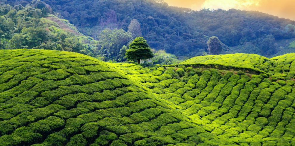 Enchanting Sikkim & Darjeeling Himalayan Escape