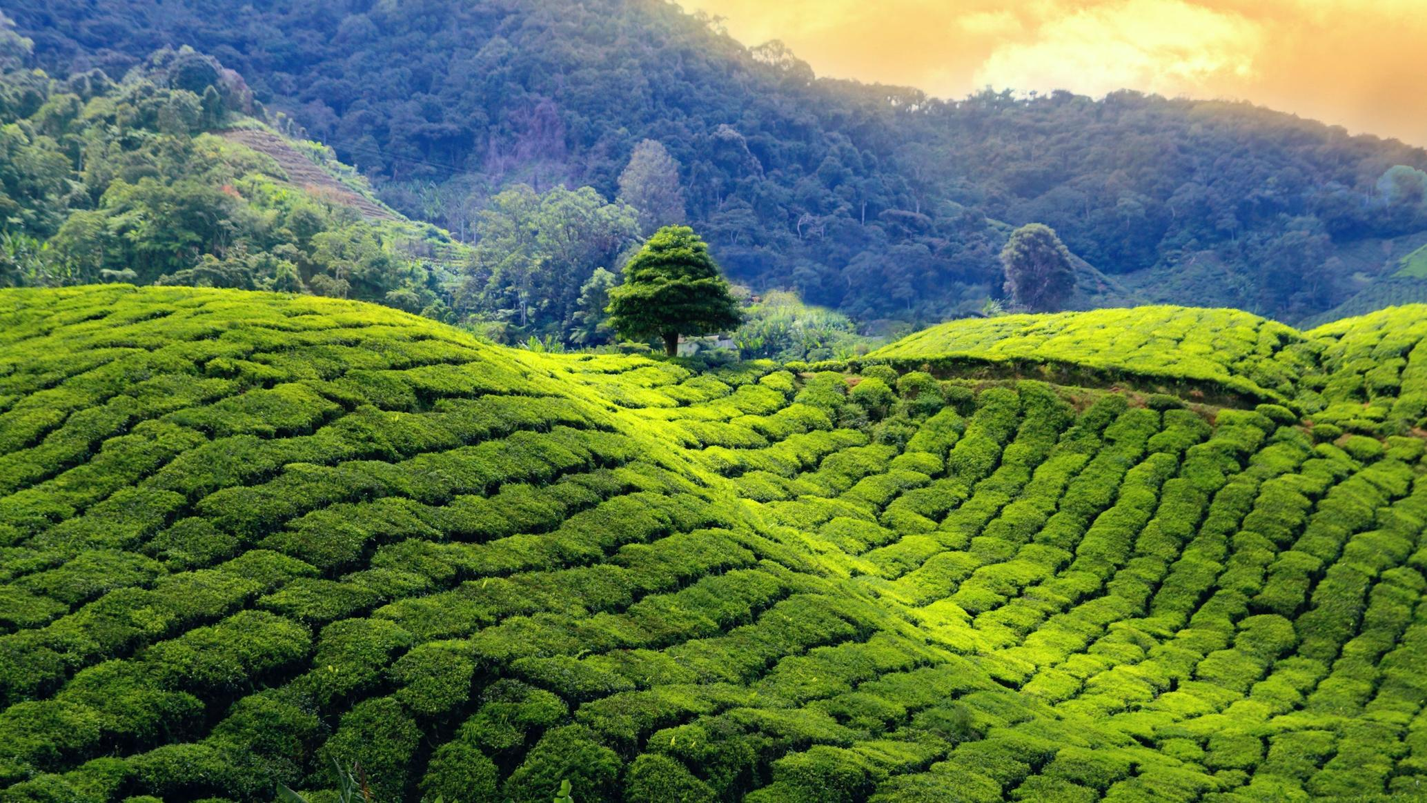 Enchanting Sikkim & Darjeeling Himalayan Escape
