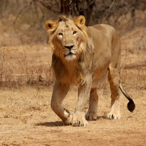 Gujarat Coastal Wilderness Odyssey – Jamnagar, Porbandar, Somnath & Gir Expedition