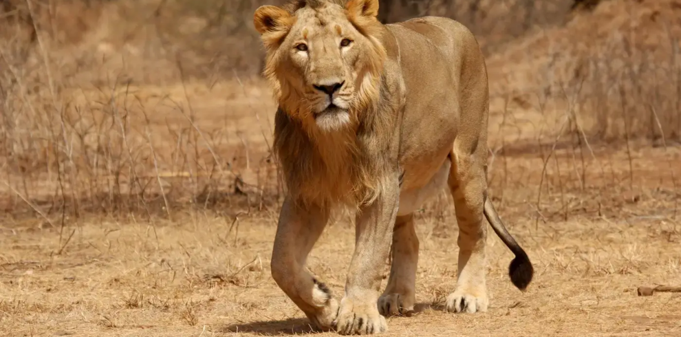 Gujarat Coastal Wilderness Odyssey – Jamnagar, Porbandar, Somnath & Gir Expedition